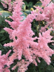 Astilbe