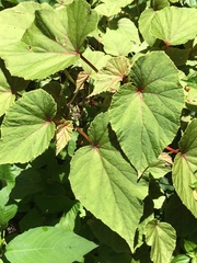 Begonia grandis
