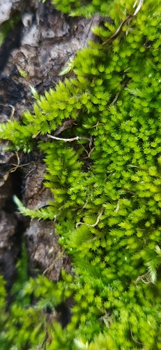 Image of Homalothecium nuttallii by (c) Fern, some rights reserved (CC BY)