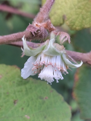 Image of Rubus alceifolius by (c) Matthew Borella, some rights reserved (CC BY)