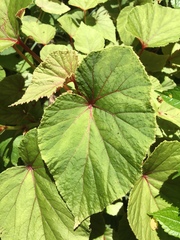 Begonia grandis