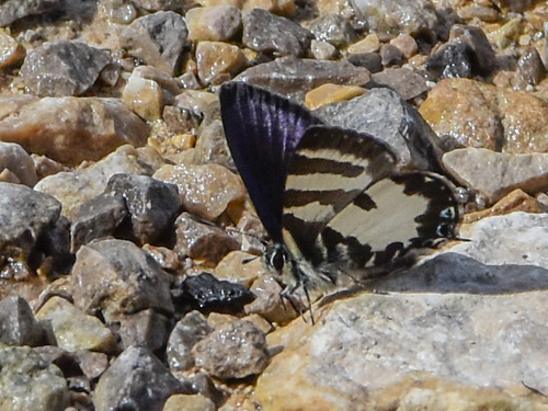 Callictita cyara