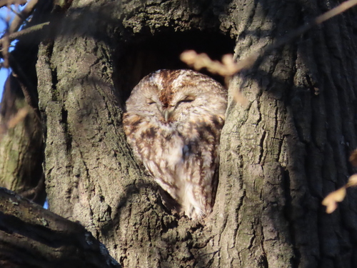 Cárabo común (Strix aluco)