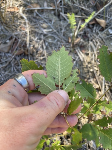 Koelreuteria bipinnata