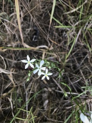 Sabatia quadrangula