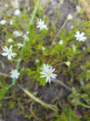 Stellaria crassifolia