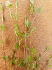 Stellaria crassifolia