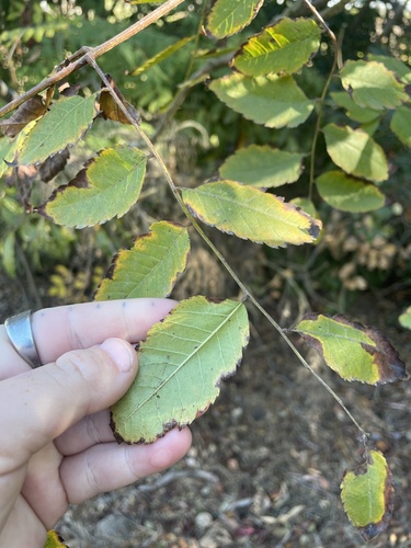 Image of Koelreuteria bipinnata by (c) mel letterman, some rights reserved (CC BY)