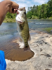 Micropterus cataractae