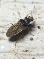 Pseudopachybrachius basalis