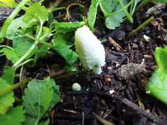 Fungi