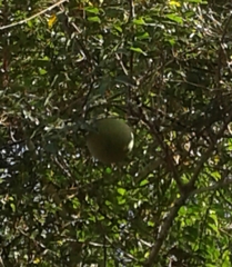 Landolphia kirkii