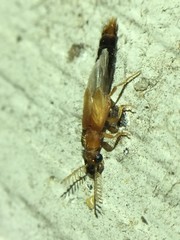 Distremocephalus texanus