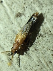 Distremocephalus texanus