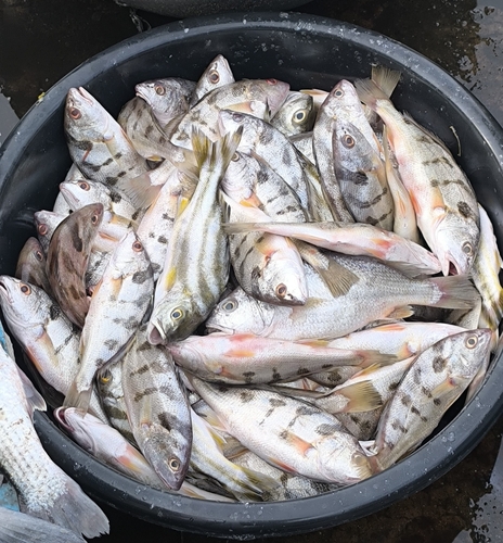 Blotched croaker (Nibea maculata) — Sciaenidae — 3