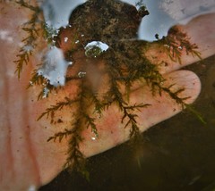 Fontinalis novae-angliae