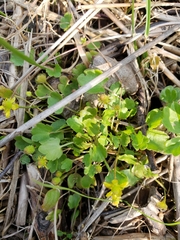 Ranunculus hyperboreus