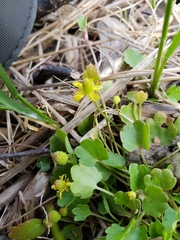 Ranunculus hyperboreus