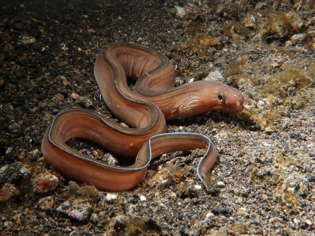 Ghost Moray