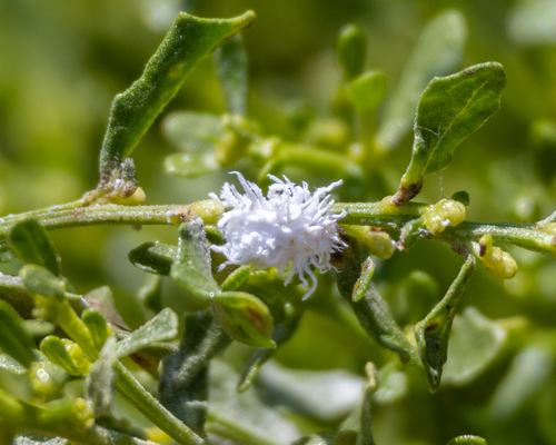 iNaturalist observation photo of Mealybug Destroyer