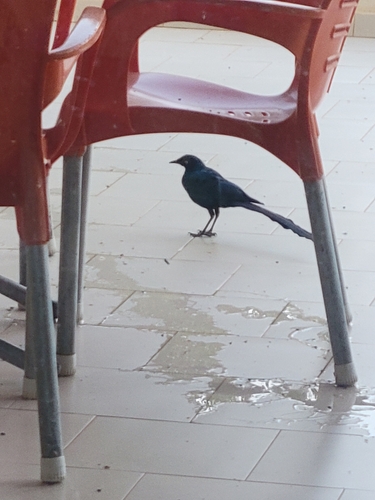 Long-tailed Glossy Starling