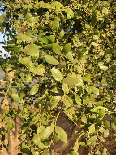simple-thorned greenthorn