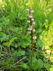Pyrola grandiflora