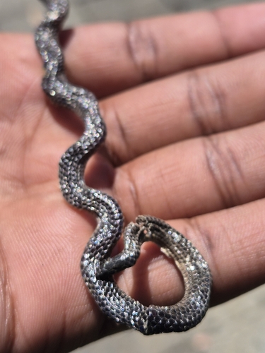 Nilgiri Burrowing Snake