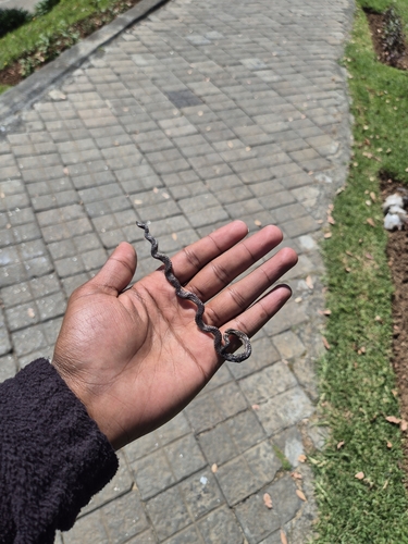 Nilgiri Burrowing Snake