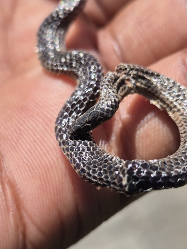 Nilgiri Burrowing Snake