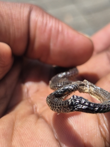 Nilgiri Burrowing Snake