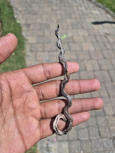 Nilgiri Burrowing Snake