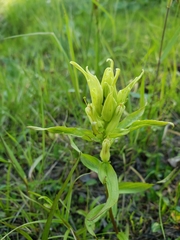 Castilleja pallida caudata