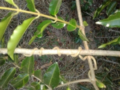 Landolphia kirkii