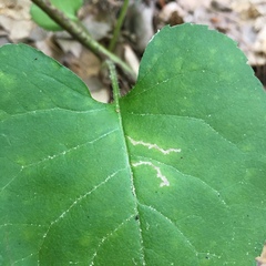 Scrobipalpula manierreorum