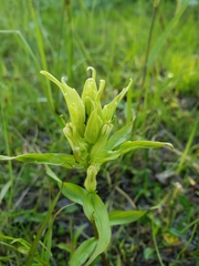Castilleja pallida caudata