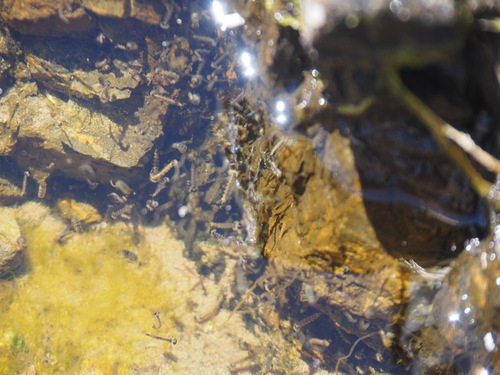 Photo of Saltpool Mosquito (Opifex fuscus)