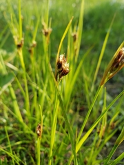 Juncus castaneus