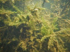 Fontinalis novae-angliae