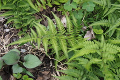 Athyrium niponicum