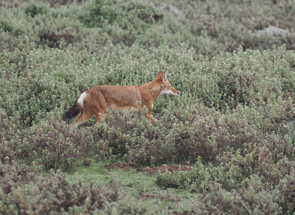 Canis simensis, Bale, Oromia, Ethiopia, by linscott