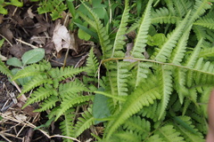 Athyrium niponicum