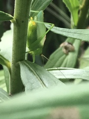 Orchelimum gladiator