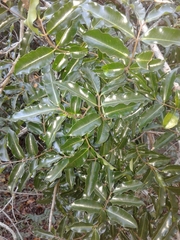 Landolphia kirkii