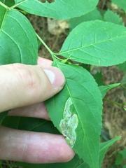 Aulagromyza orbitalis