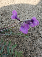 Oxytropis kobukensis