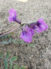 Oxytropis kobukensis