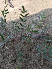 Oxytropis kobukensis