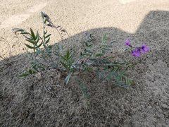 Oxytropis kobukensis