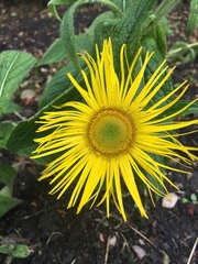 Inula hookeri